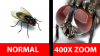Fotoğraf Çekerken 400 Kat Yaklaştıran Manyak Lens: Nurugo Micro